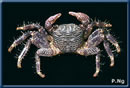 Aama Crab