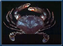 Samoan Crab